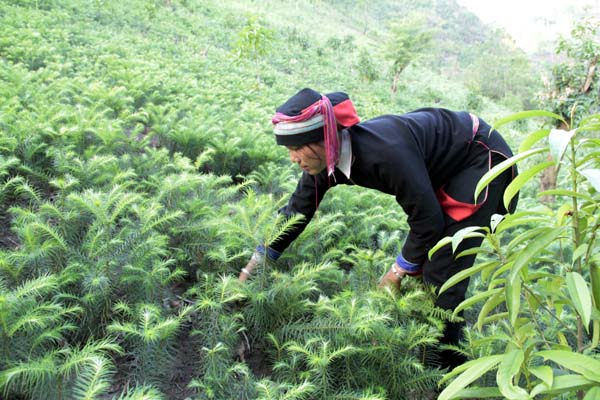 trong-cay-samu Gỗ Samu - giải mã đặc điểm và ứng dụng trong đời sống
