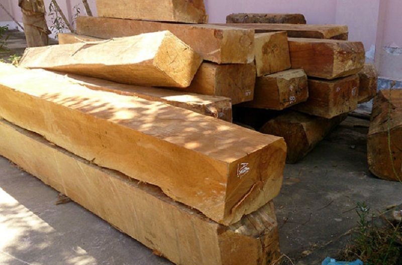 go-tau Gỗ Táu, đặc điểm và những ứng dụng có thể bạn chưa biết